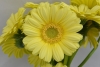 LEMON ICE